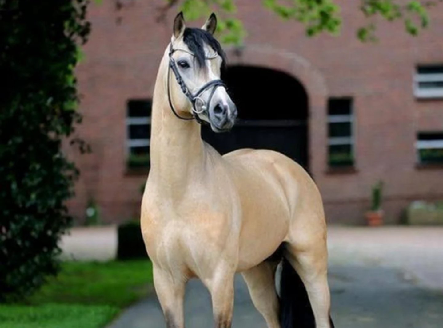 <p>what color is this horse</p>