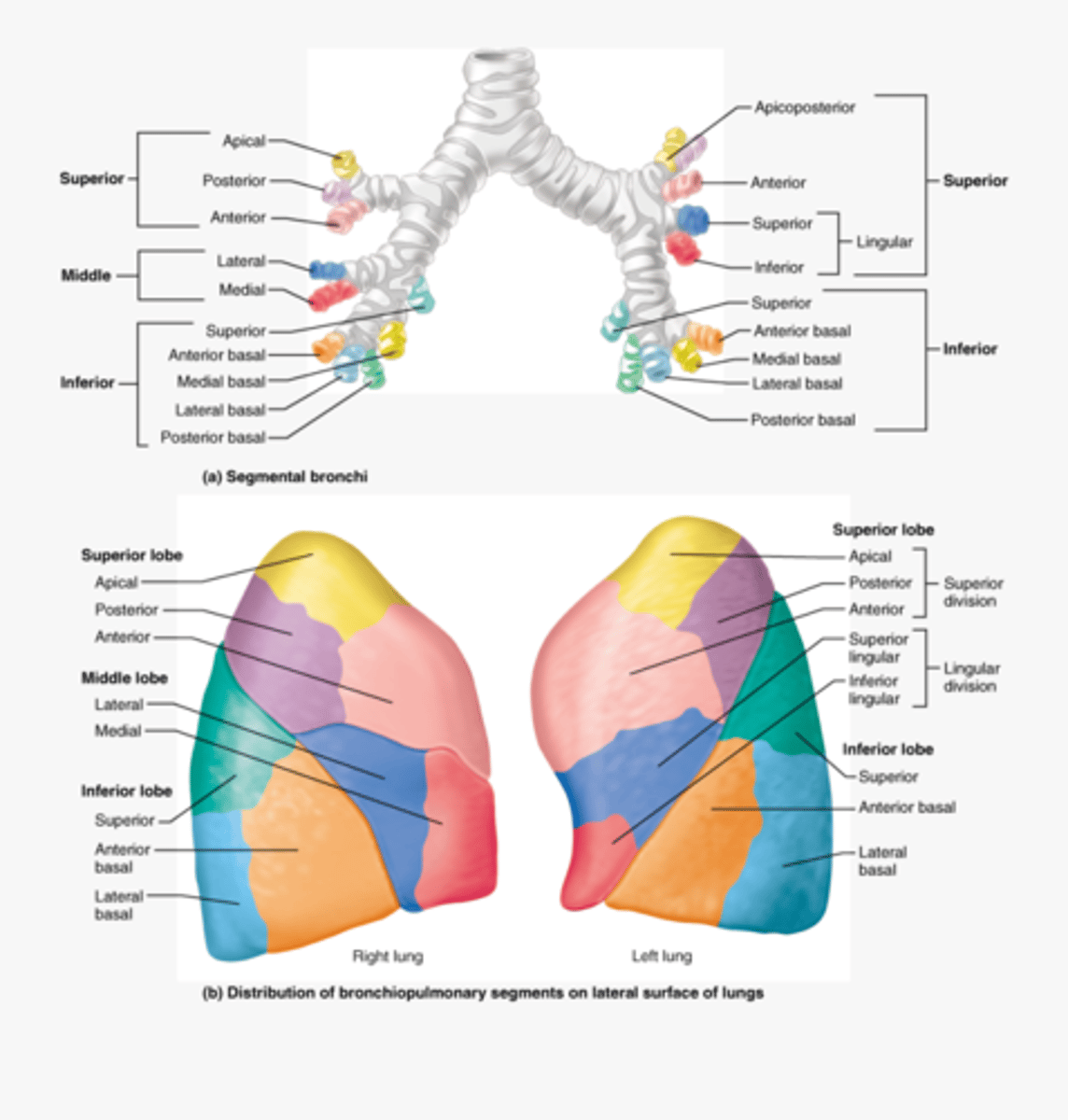 <p>Pyramidal portion of lung supplied by each tertiary bronchi</p>
