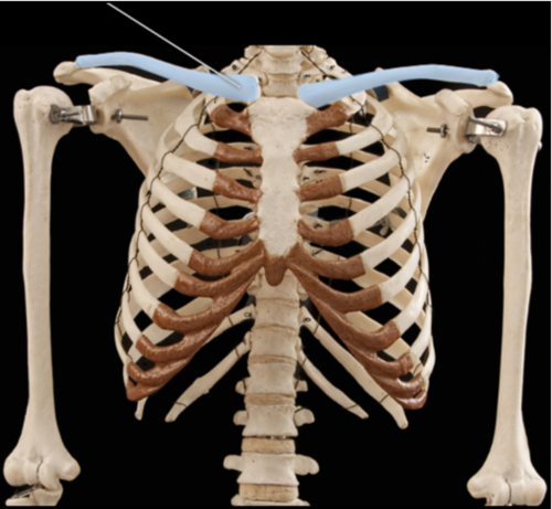 The highlighted bones articulate with which two bones?