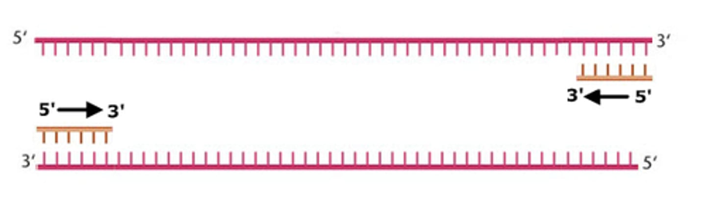 <p>Short segment of RNA that initiates replication by DNA polymerase</p>
