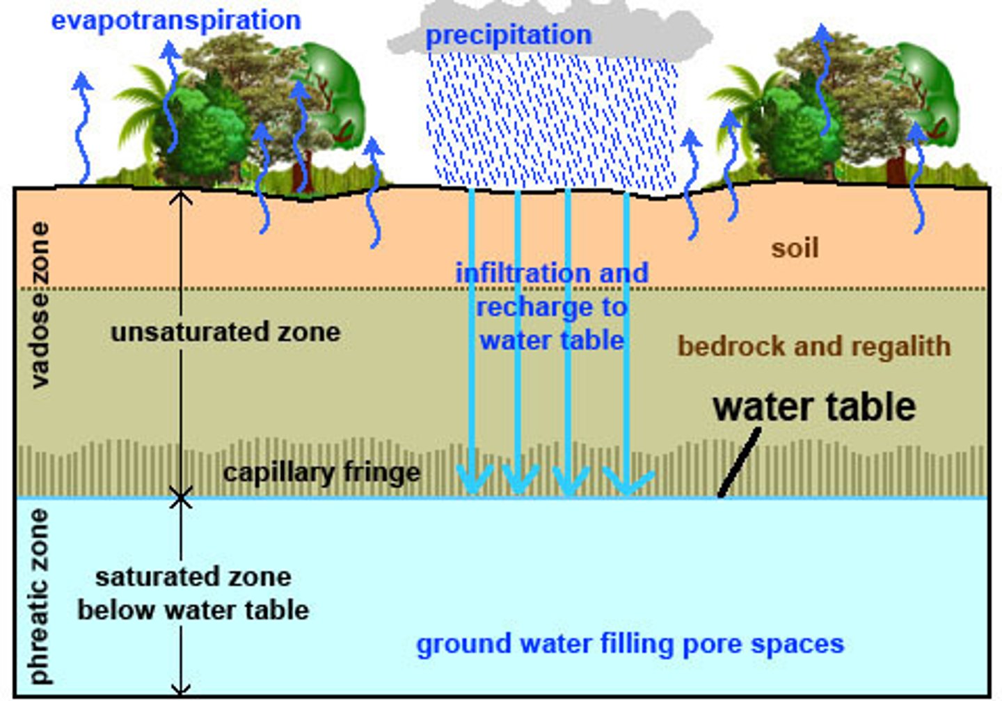 <p>permanently saturated zone within solid rocks below the water table<br><br>upper levels of of phreatic zone are saturated with water</p>