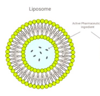 <p>Lipide buitenlaag en waterige binnenlaag</p><p>Geschikt voor kleine hydrofiele geneesmiddelen. Lipide laag beschermt tegen externe omgeving. Goed voor kleine moleculen zoals chemotherapeutica, want moeilijk oplosbaar en beter getransporteerd en afgegeven door liposomale dragers.</p>