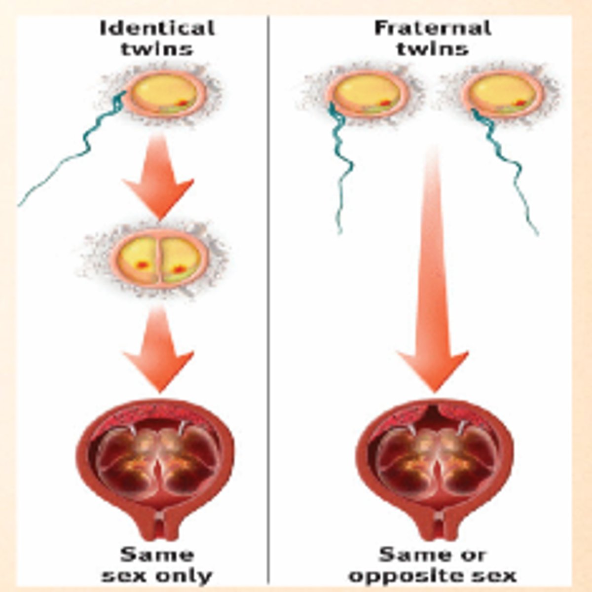 <p>Twins that develop from a single fertilized egg that splits in two, creating two genetically identical organisms</p><p>- aka. monozygotic twins</p><p>- 1 egg fertilized by one sperm, is one zygote but splits into 2 separate morulas with identical DNA</p>