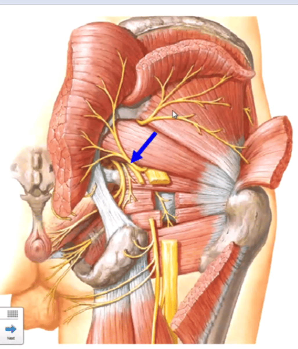 <p>nerve to obturator internus (L5-S2)</p>