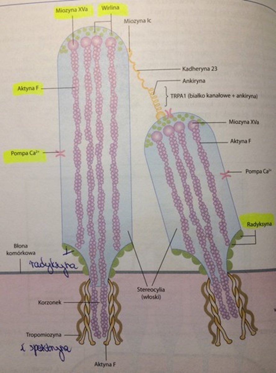<p>rdzeń włoska stanowią filamenty aktynowe, które przechodzą do cytoplazmy kom. włoskowatych jako korzonki. W cz. wierzchołkowej włoska filamenty aktynowe wiążą się z miozyną XVa i zanurzone są w białku wirlinie. Powierzchnia boczno-podstawna włoska jest wzmocniona białkiem radyksyną. </p><p>Korzonki włosków są wzmocnione białkami - tropomiozyną i spektryną. W błonie bocznych powierzchni włosków znajdują&nbsp;się białka kanałowe dla Ca2+. </p>