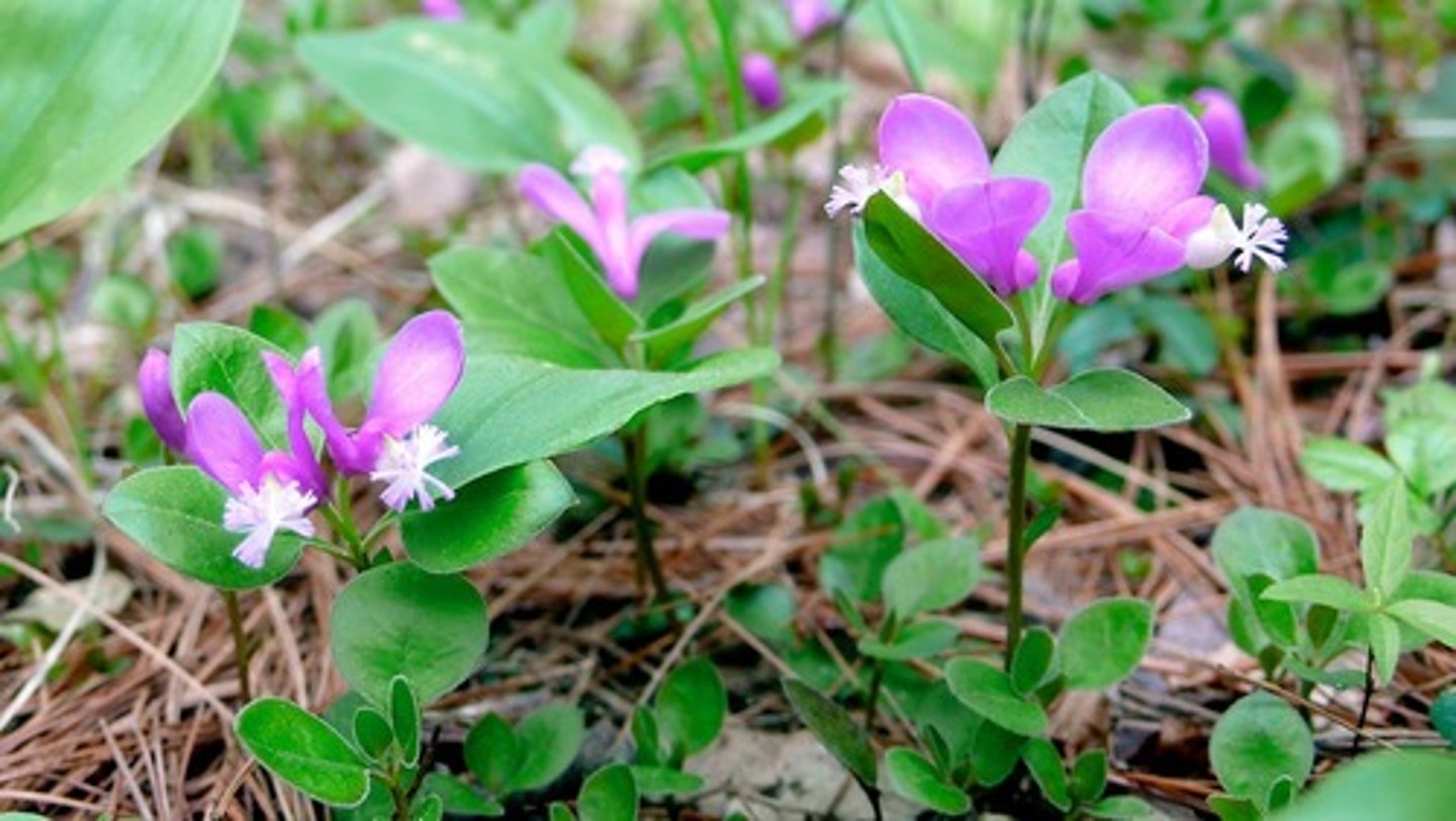 <p>Polygala paucifolia</p>