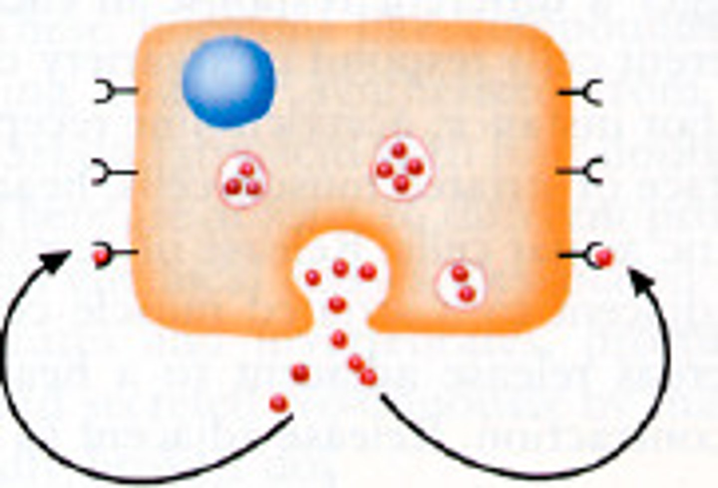 <p>Hormones that affects the same cell that secreted them.</p>