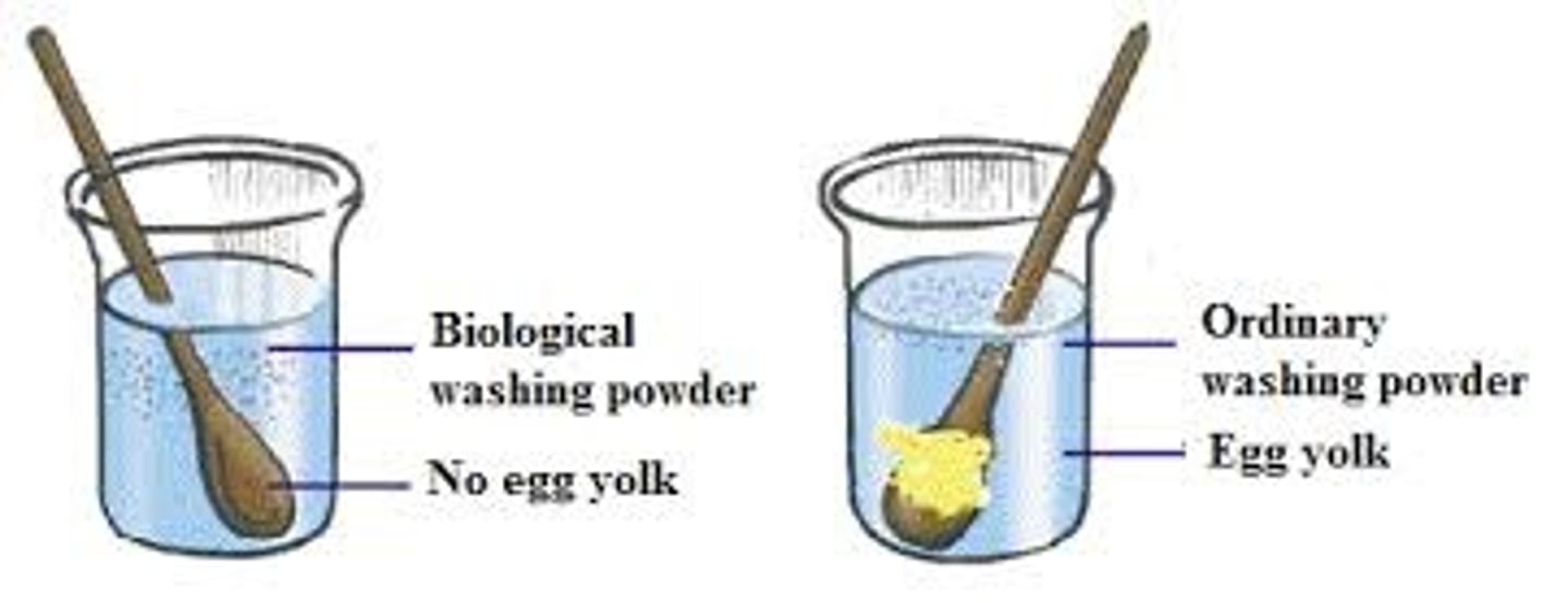 <p>1.Add biological washing powder into beaker filled with 300 ml of water</p><p>2.Stain cloth with (oil and egg) eg.</p><p>3.Place stained cloth into beaker and stir until bubbles produced</p><p>4.Remove cloth and wash with distilled water</p><p>Results:Stains on cloth removed</p>