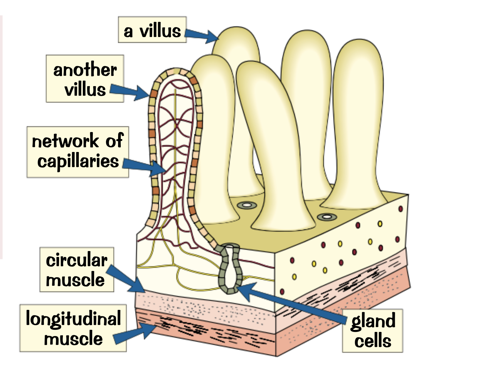 <ul><li><p>Millions of villi</p></li><li><p>Increase the surface area to maximise absorption</p></li><li><p>A single layer of surface cells</p></li><li><p>a very good blood supply</p></li></ul><p></p>