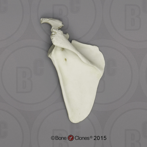 <p>Identify the bone in the image</p>