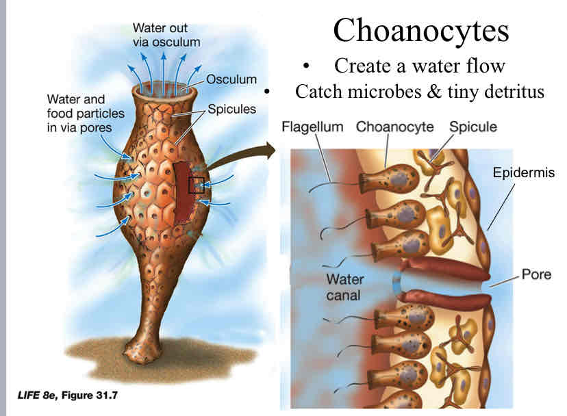 <p>Choanocytes (collar cells) </p>