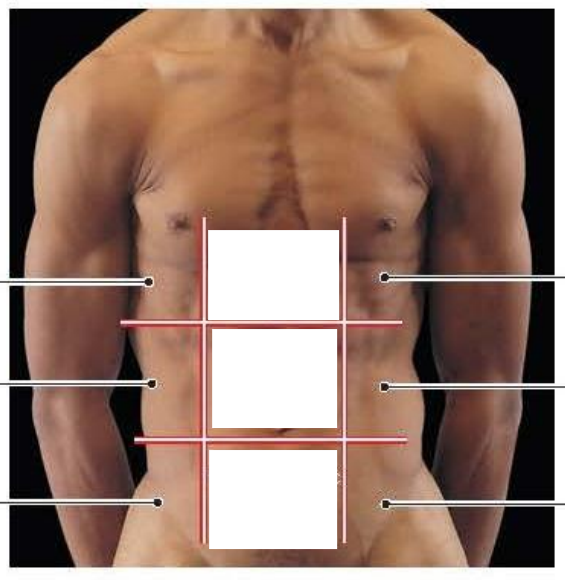 <p>Place the different regions in the abdominopelvic region </p>