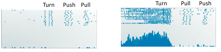 <p>SMA neurons respond to selective components of learned movements sequences. This monkey SMA neuron is active prior to the turning motion in a sequence of movements, but only when the turn is followed by a pull and not a push movement</p>