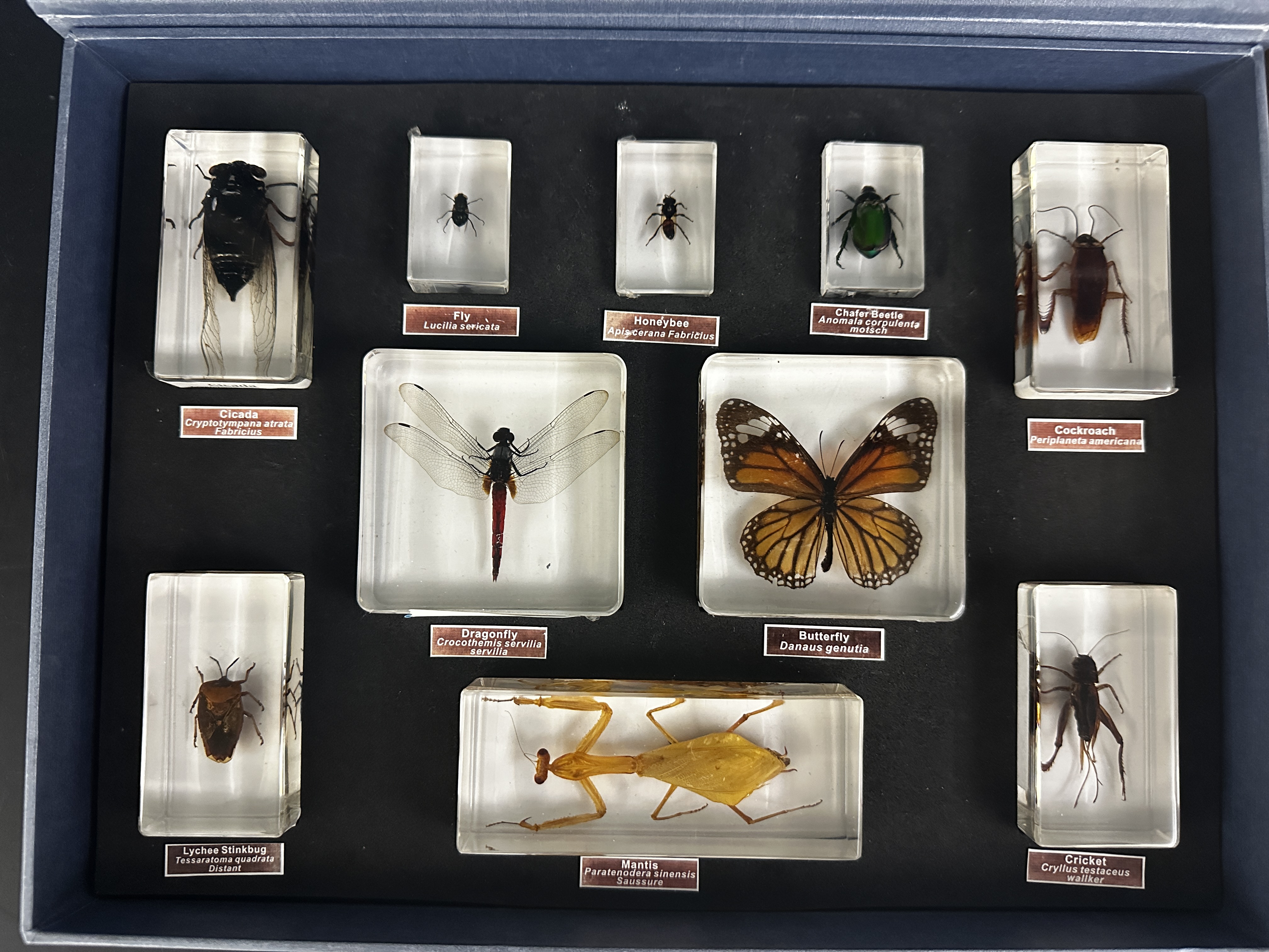 <p>Identify (Grouping(s), Phylum, Subphylum)</p>