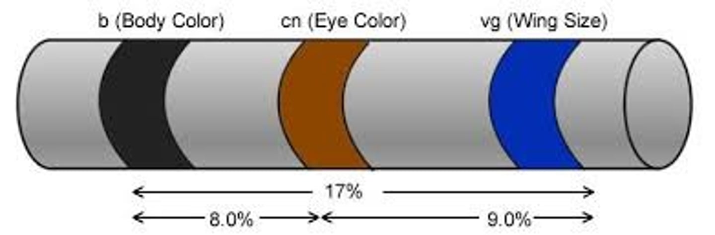 <p>A unit of measurement of the distance between genes. One map unit is equivalent to a 1% recombination frequency.</p>