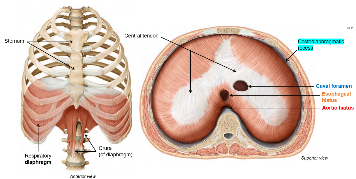 <p>A muscle that separates the <strong>thoracic</strong> and <strong>abdominal cavities</strong>. It plays a key role in <strong>breathing</strong> by contracting and moving downward to increase lung volume</p>