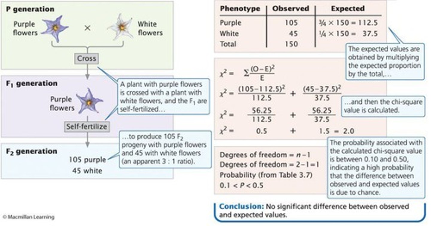 <p>A genetic cross between two individuals with different alleles for a single gene.</p>