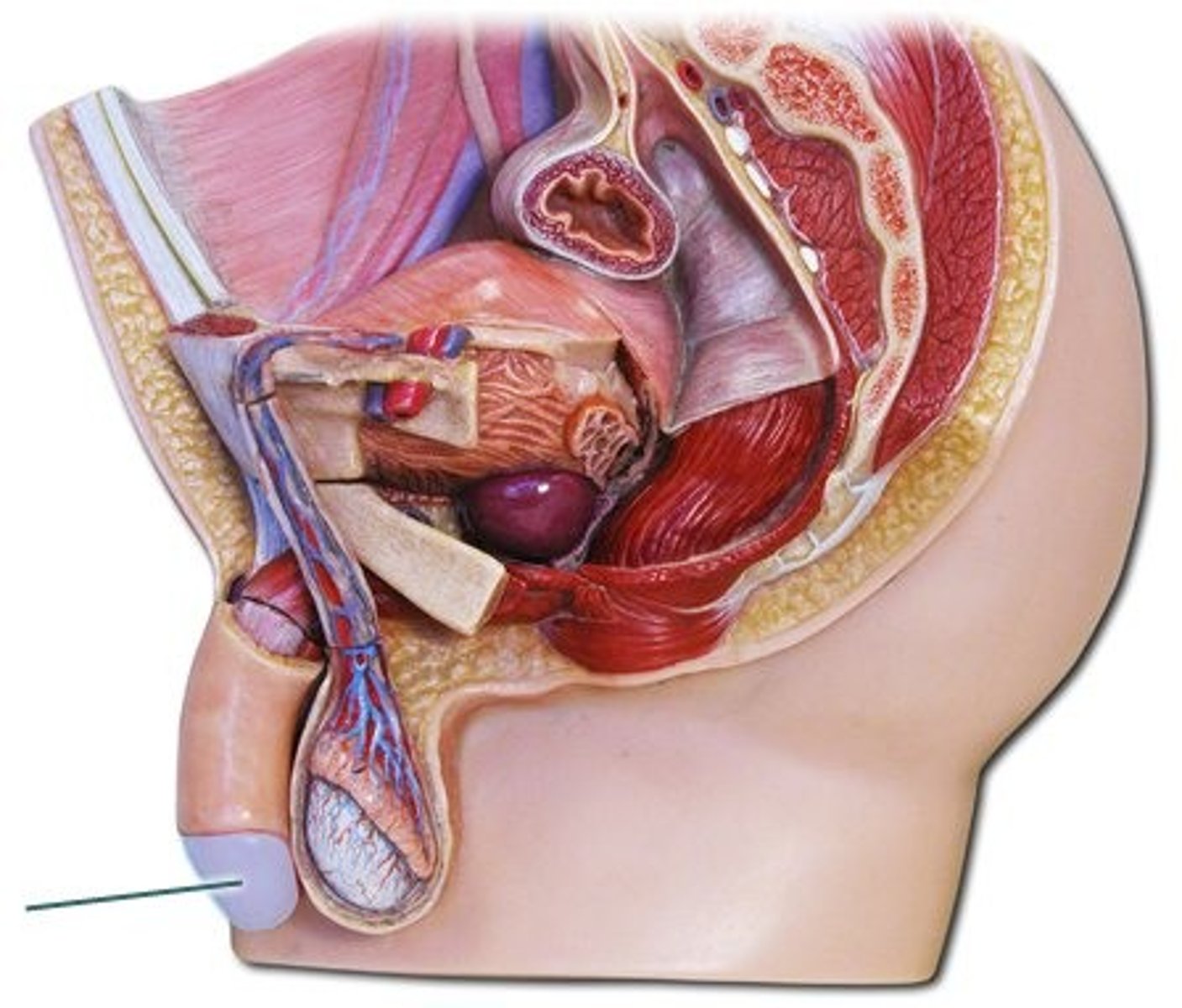 <p>What part of the male reproductive system is this?</p>