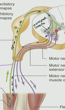 <ul><li><p>AP travel all the way down on same muscle</p></li></ul><p></p>
