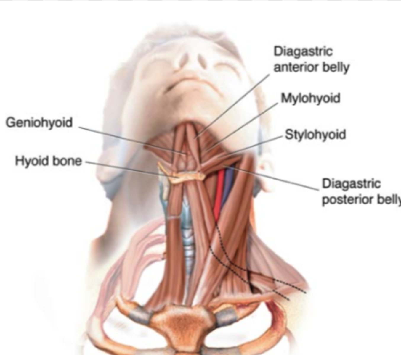 <p>geniohyoid, mylohyoid, stylohyoid, digastric</p>