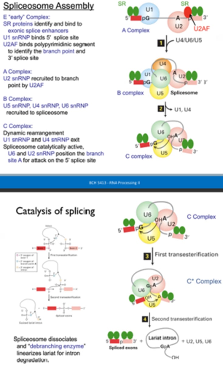 <p>A complex (U1 binds 5' site, U2AF binds 3' site, to ID branch point, then U2 binds at branch point) >> B complex (U4, U5, U6 recruitment) >> C complex (dynamic rearrangement - U1 and U4 leave, U2 and U6 prepare for 5' attack) >> first transesterification >> second transesterification</p>