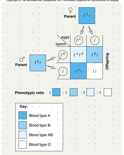 <p>- ABO blood groups often used</p><ul><li><p>can disprove paternity, but not prove it</p></li></ul><p>-Rh factor:</p><ul><li><p>another antigen on the RBC, where Rh + has the antigen and Rh - does not</p></li><li><p>multiple alleles for Rh - but all are recessive to Rh positive</p></li></ul>