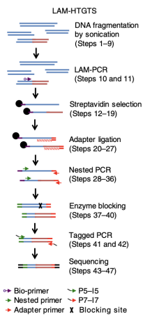 <p>a bait DSB generated (ectopically or endogenously) at a known genomic site serves as a translocation site for other prey DSBs generated in the genome. A step of linear amplification PCR is employed to enrich bait break associated translocations</p><p>highest sensitivity so far (bait reason)</p>
