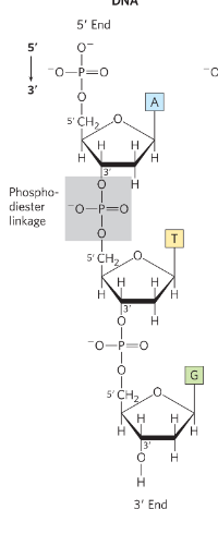 <p>between 5’ phosphate of one nucleotide and the 3’ OH of the next nucleotide</p>