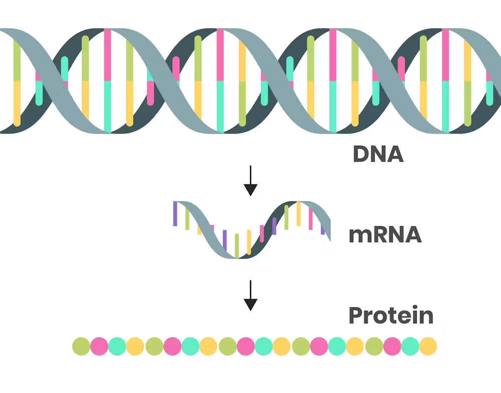 <p>mRNA carries the genetic instructions from DNA to the ribosome, where it’s translated into protein.</p><p><strong>Key Terms:</strong></p><ul><li><p><strong>ORF (Open Reading Frame):</strong><br>A continuous stretch of codons that could be translated into a protein. If it actually makes a protein, it’s considered a gene.</p></li><li><p><strong>Monocistronic mRNA:</strong></p><ul><li><p>Found in <strong>eukaryotes</strong></p></li><li><p>mRNA that codes for <strong>one protein</strong></p></li></ul></li><li><p><strong>Polycistronic mRNA:</strong></p><ul><li><p>Found in <strong>prokaryotes</strong></p></li><li><p>mRNA that codes for <strong>multiple proteins</strong>, usually related in function (like part of an operon)</p></li></ul></li></ul><p></p>
