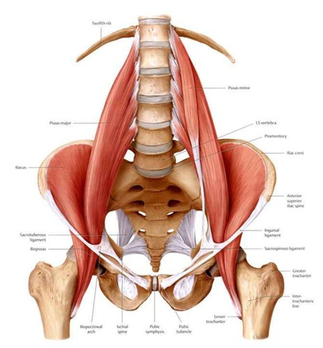<p>(1) = iliopsoas (psoas major + iliacus)</p><p>(2) = psoas minor</p>