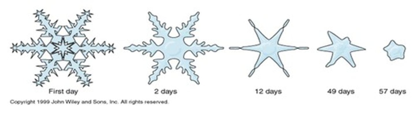 <p>The process where falling snowflakes compress under additional snow, increasing density.</p>