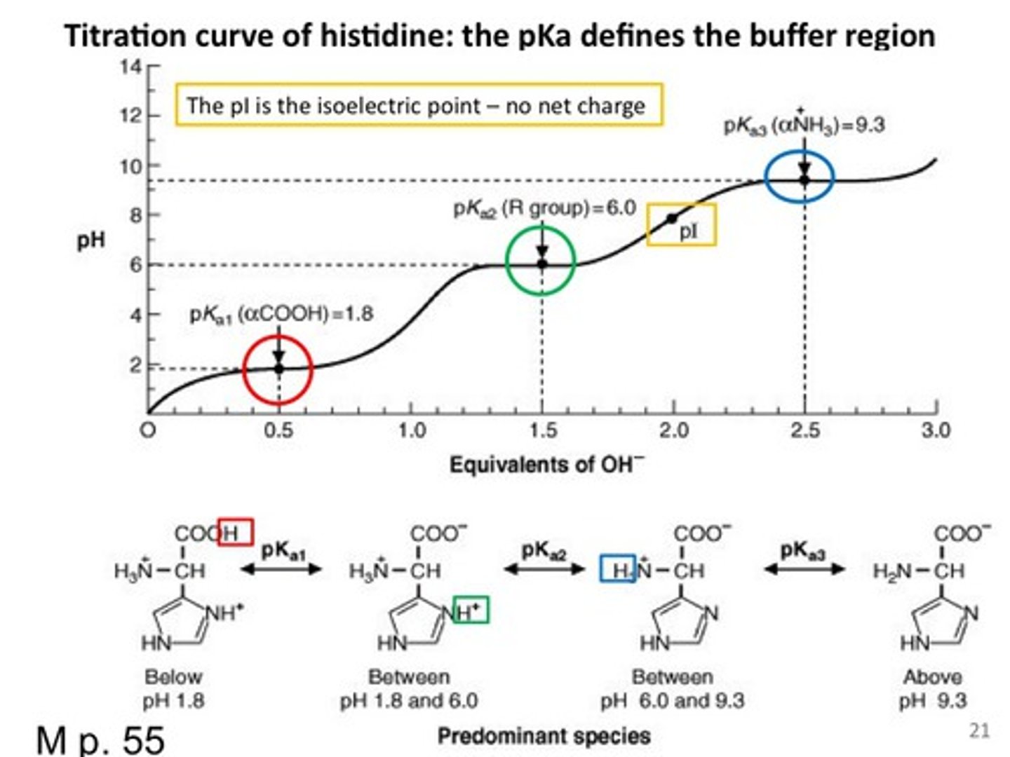 <p>When we add .5 equivalents of base, half of the concentration now contains lysine molecules in which the carboxylate group is deprotonated (-COO^-), and the other half contains lysine molecules in which the main carboxylate group is fully protonated (-COOH). At this point, the pH is the pKa(1), and since the pH is near the pKa(1) value, the solution will act as a buffer (and the titration curve will straighten out). When we add 1.0 equivalent of base, ALL lysine molecules' carboxylate group is deprotonated. The charge of a lysine AA when its carboxylate group is deprotonated is +1, because w/o any base added (w/ 2 positively charged NH3+ groups, and one neutral COOH group), the AA had a charge of +2. So at 1.0 equivalent of base added, all lysine AA have a charge of +1. When we add 1.5 equivalents of base, half of the amino acids are electrically neutral since in half of the amino acids the main amino group undergoes deprotonation. Here, the pH is the pKa (2). When we add 2.0 equivalent of base, all amino acids in concentration have a main amino group that underwent deprotonation, and all lysine AA have a charge of 0. At this point is the isoelectric point since all molecules are electrically neutral.</p><p>Later on, when the amino group in the side chain is deprotonated, the AA will have a charge of -1.</p>