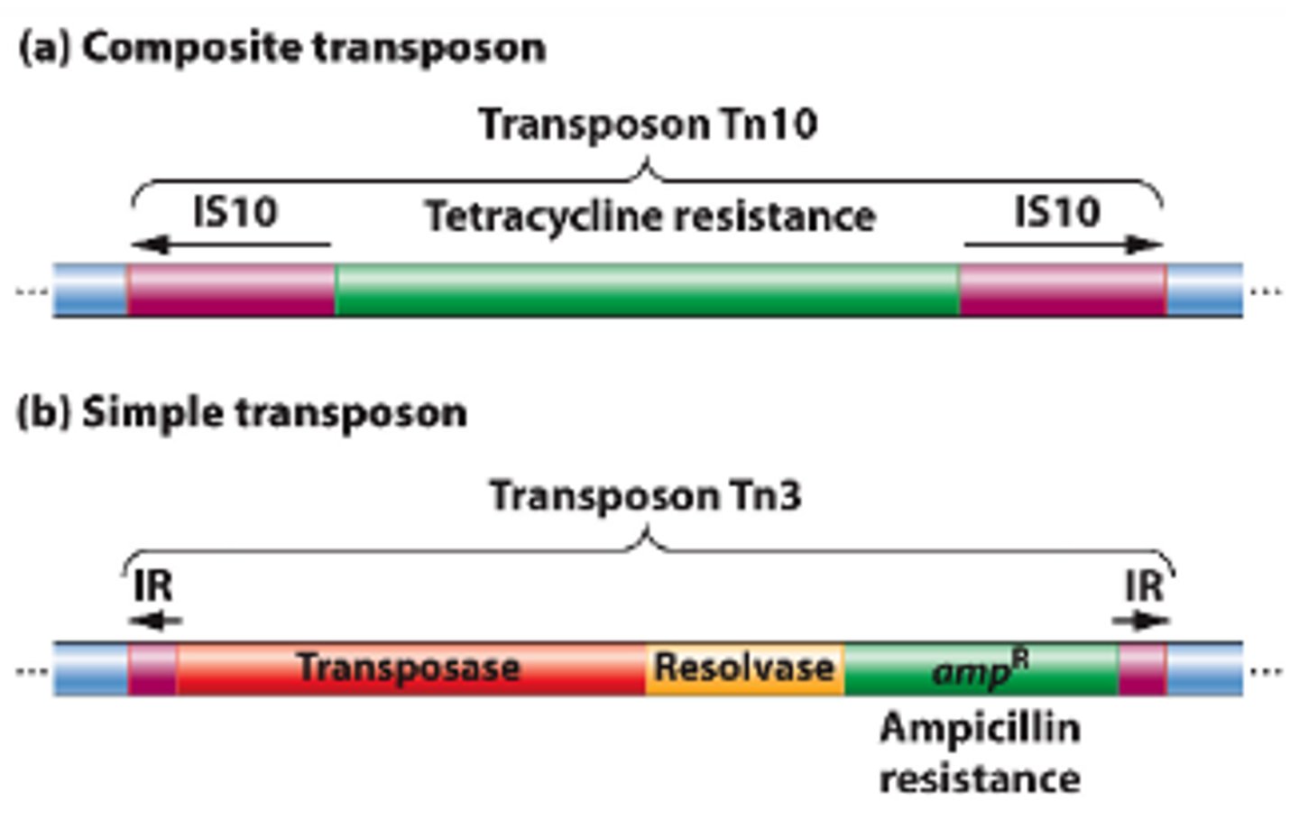 <p>Special DNA segments that have the capability of moving from one location in the genome to another - "jumping genes"</p>