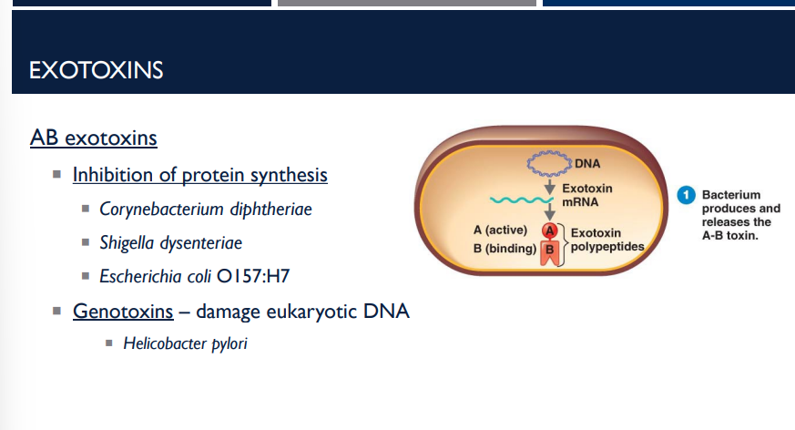 <p>What are the function of AB exotoxins (2 functions)?</p>