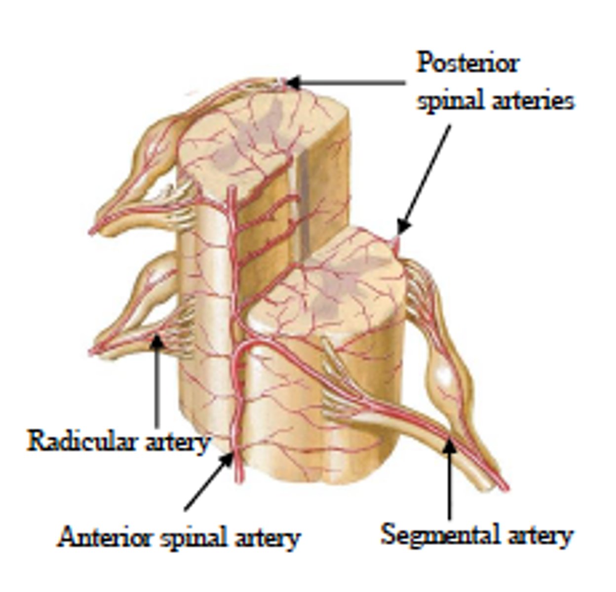 <p>◼ 3 longitudinal arteries supply cord</p><p>⭘ 1. anterior (1) spinal artery</p><p>⭘ 2. Posterior (2) spinal arteries</p>