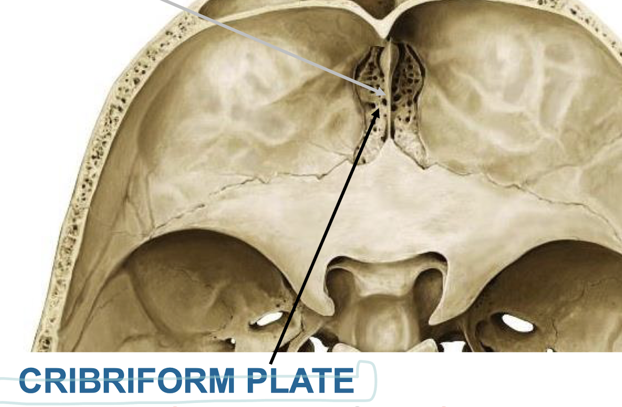 <p>Olfactory nerves from olfactory mucosa of the nasal cavity to the olfactory bulbs (CN I)</p>