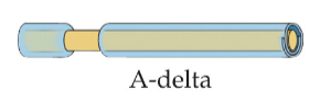 <ul><li><p>A-delta - thin myelin and smaller axon</p></li><li><p>diameter = 1-5 micrometers</p></li><li><p>conduction speed = 5-30 m/s</p></li><li><p>One type: A-delta (only in hairy skin - hair receptor)</p></li></ul><p></p>