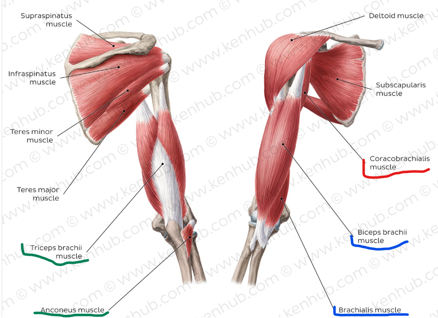 <p><span><strong><span>1)fleksorid</span></strong><span>&nbsp;&nbsp;&nbsp;</span></span></p><p><em><span>m.biceps brachii&nbsp;</span></em><span><span>&nbsp;</span></span></p><p><em><span>m.brachialis</span></em></p><p><span><span> </span><strong><span>2)ekstensorid&nbsp;</span></strong></span></p><p class="MsoNormal"><span><em><span>m.anconeus</span></em></span></p><p class="MsoNormal"><span><em><span>m. triceps brachii</span></em></span></p><p class="MsoNormal"><span><strong><span>3)fikseerija&nbsp;</span></strong></span></p><p class="MsoNormal"><span><em><span>m.coracobrachialis</span></em></span></p><p class="MsoNormal"></p>