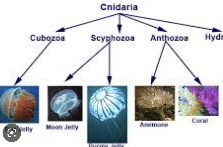 <p>Cnidaria</p>