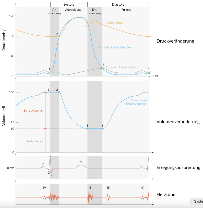 <p>E. It is less than 10 mmHg at the beginning of the P wave.</p>