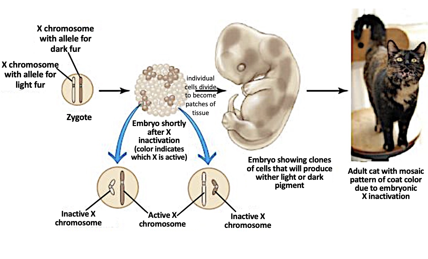 <p>mosaics for their X chromosome alleles</p>