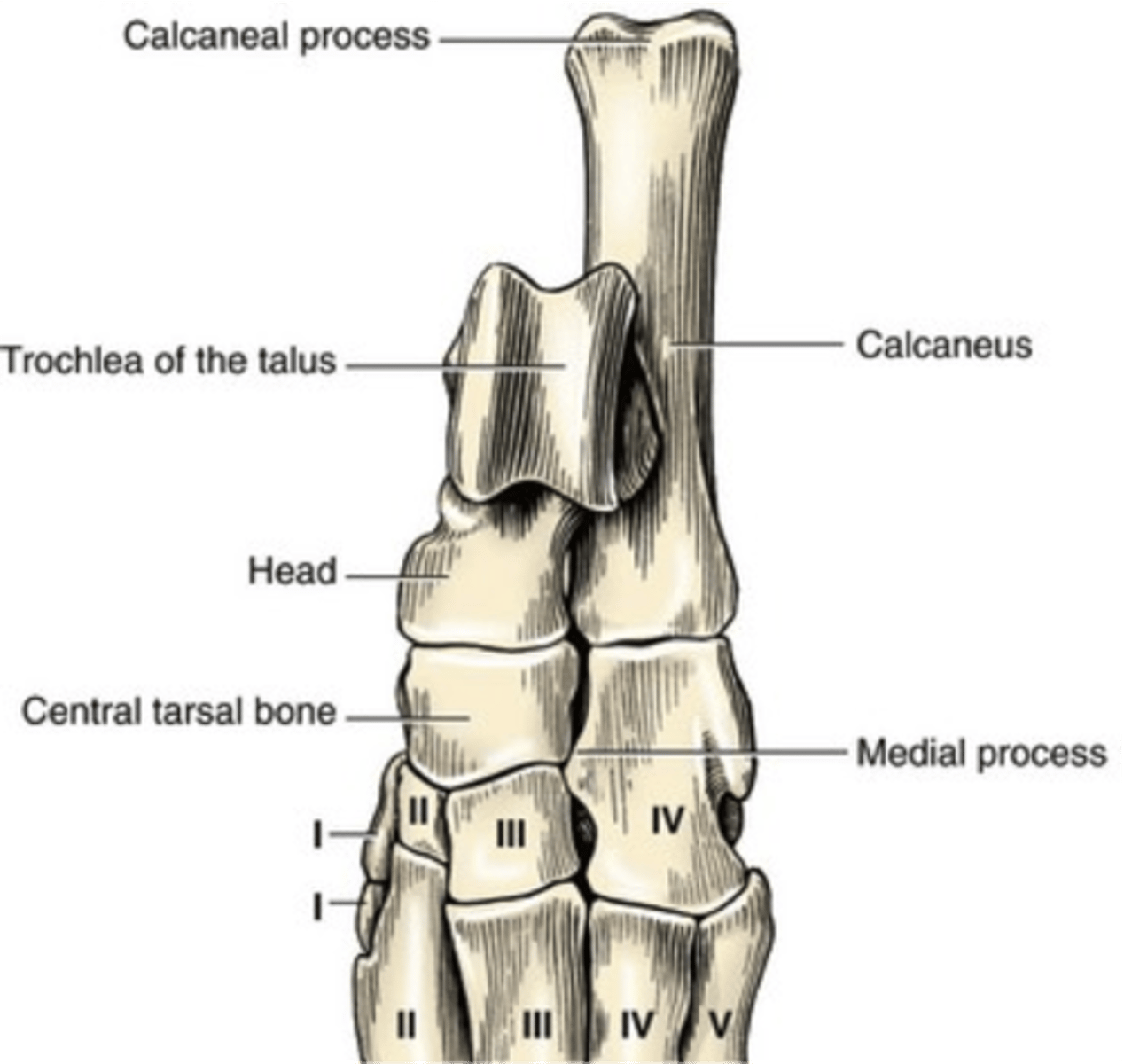 <p>Calcaneus</p>