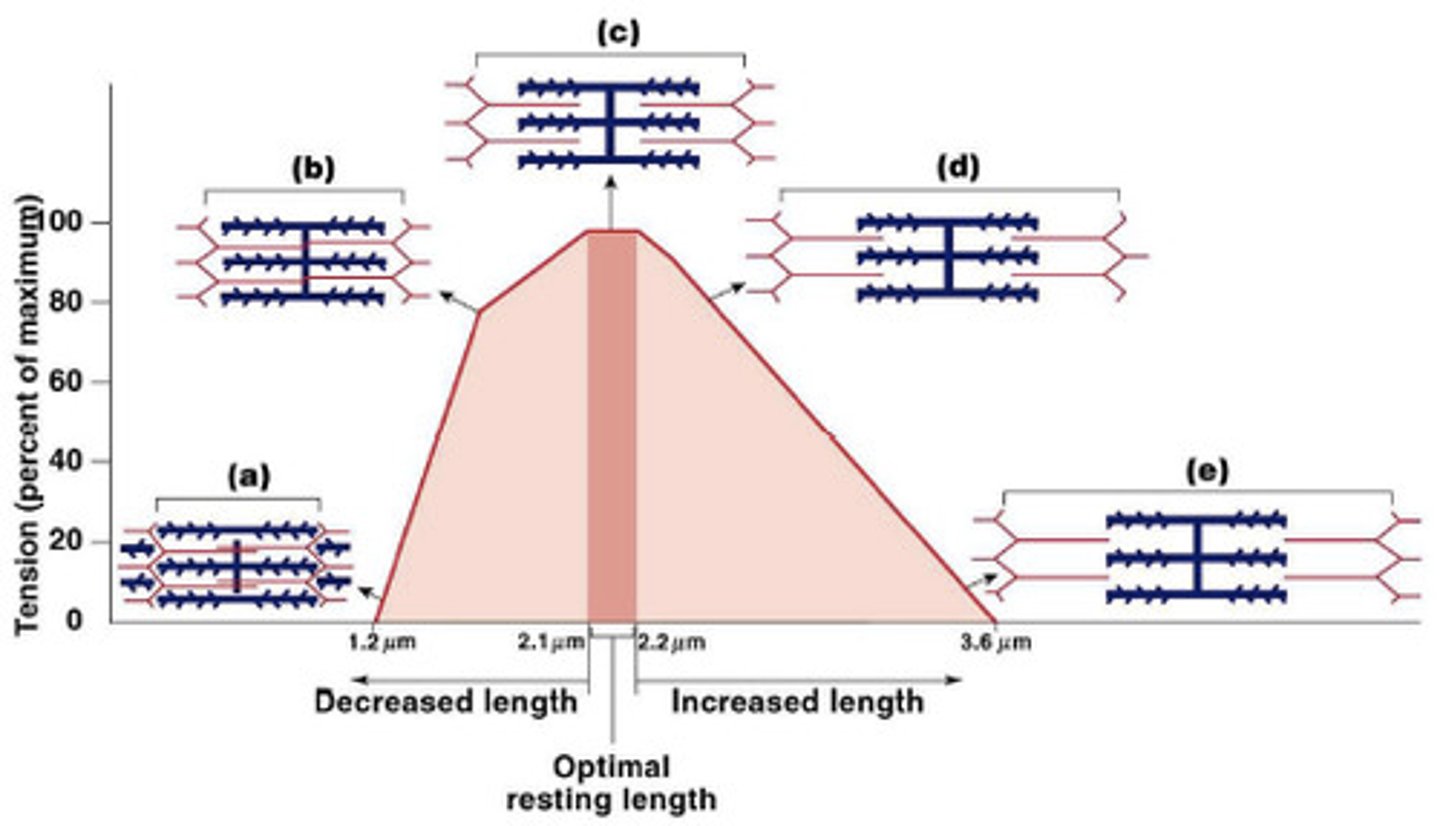 <p>- Optimal length is in midrange -&gt; more overlap and more force generated</p>