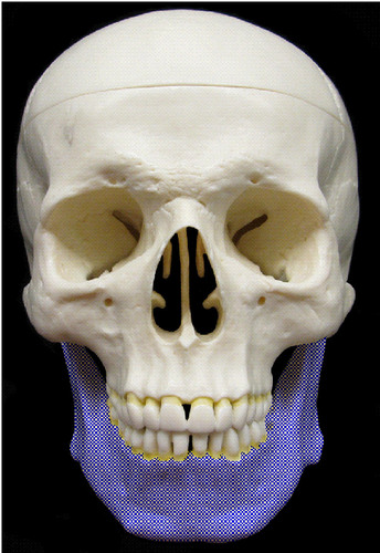 <p>Identify the purple shaded bone:</p>