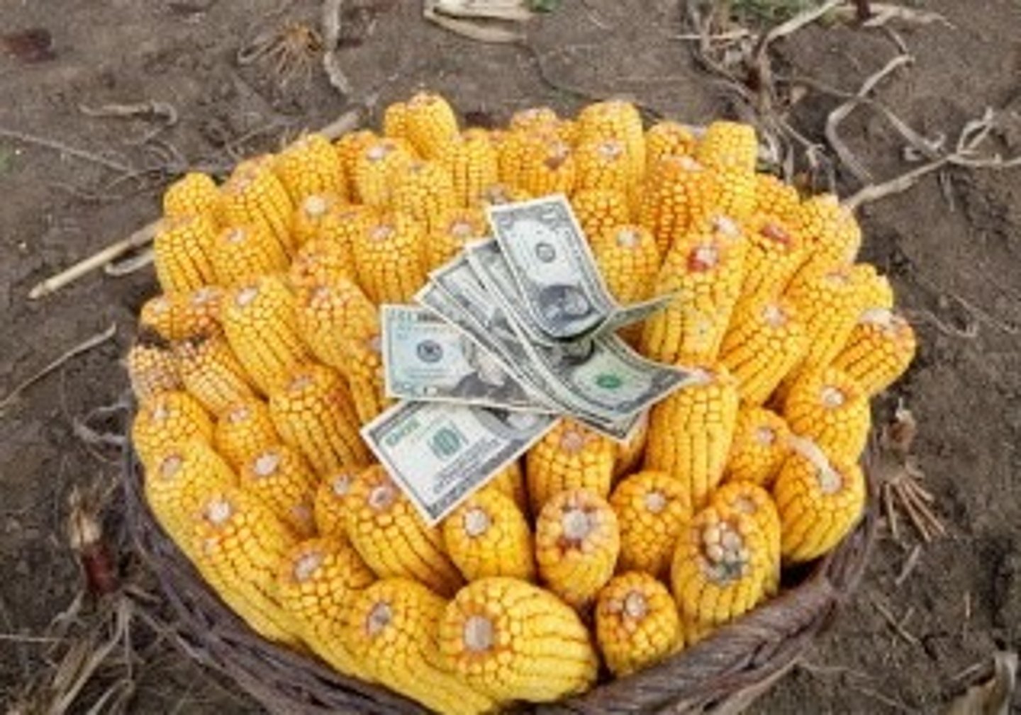 <p>An agricultural crop that is purposely made strictly to be sold in a market environment for as much money as possible.</p>