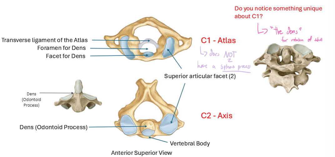 <p><strong>Atlas &amp; Axis</strong></p><ul><li><p>The unique thing about C1 and C2 is that they have a dens<strong>&nbsp;for rotation of the skull&nbsp;</strong></p><ul><li><p>C1 has the facet for the Dens</p></li><li><p>C2 had the Dens itself (Odontoid process)</p></li></ul></li></ul><p></p>