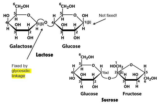 <p>sucrose will not change the colour, while lactose will make red precipitate</p><p>this is because lactose has a beta glycosidic linkage, meaning its monomer has an OH group that can form an aldehyde via ring open chemistry. this aldehyde can reduce Fehling’s</p><p>sucrose doesnt have this</p><p>the glucose monomer of sucrose cannot ring open since the the oxygen that rings open to make C=O is used up in the glycosidic link. the OH group on the left of the glucose cant make C=O</p>
