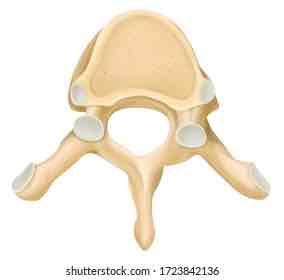 <p>Name this vertebrae and its defining characteristic</p>