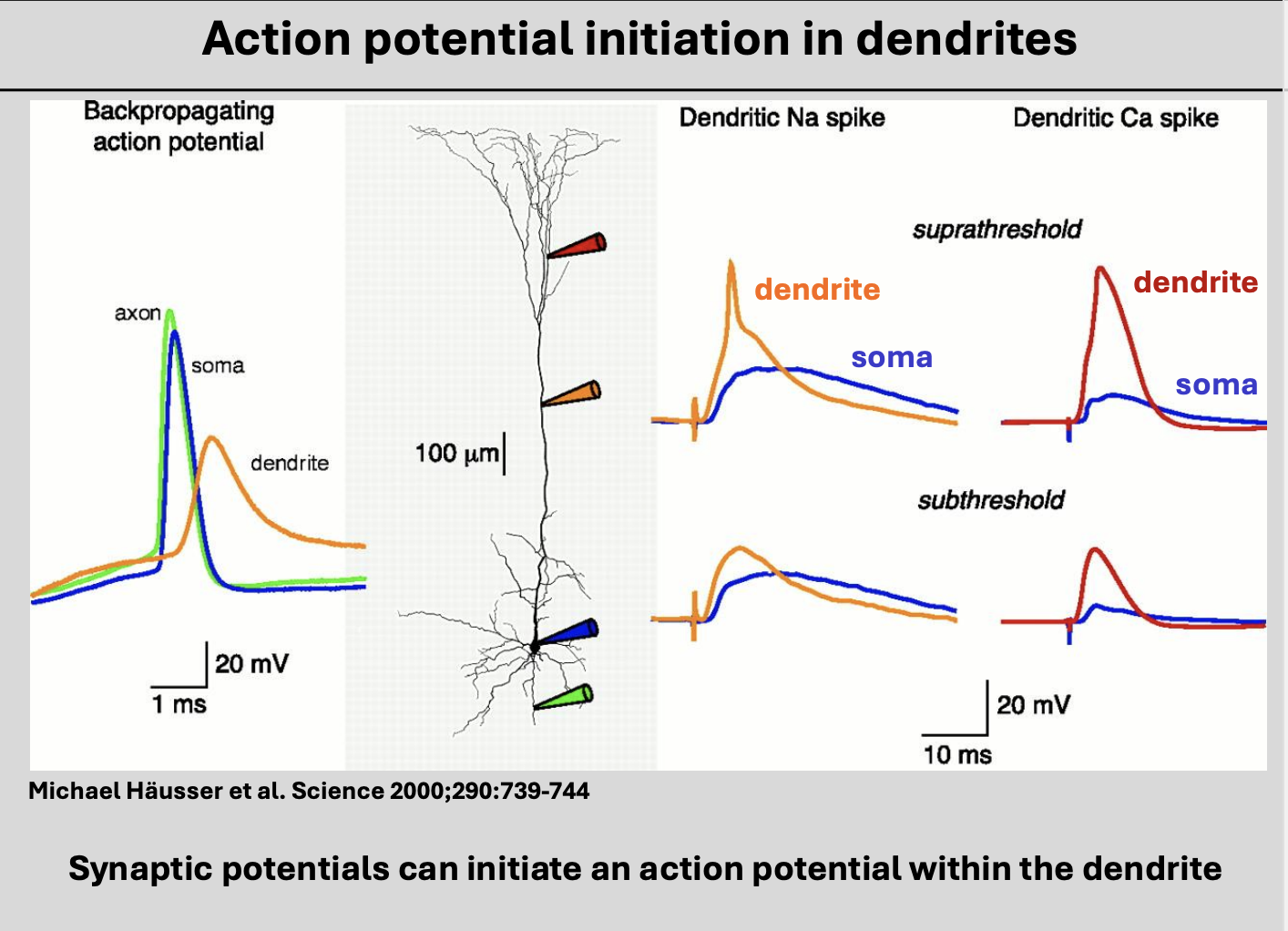 <ul><li><p>in various neurons a high density of voltage-gated Ca2+ channels or voltage-gated Na+ channels in distal dendrites appear to support dendritic action potentials/spikes</p></li></ul><p></p>