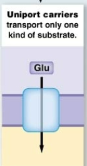 <p>Uniport carriers</p>